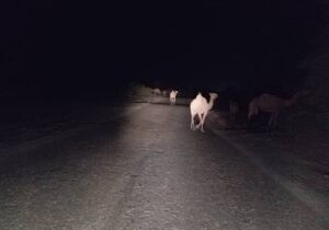 تصادف خودروی سواری با شتر در بندرلنگه ۳ نفر را راهی بیمارستان کرد