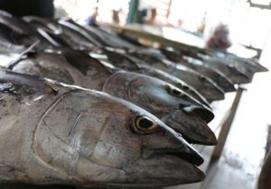 رکورد جدید صید ایران در آبهای فرامرزی ثبت شد