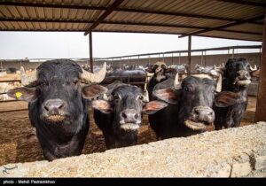 صدور مجوز واردات گوشت گاومیش از هند با قیمت ۴.۵ یورو +سند